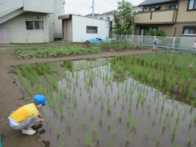 畑と田んぼについて2